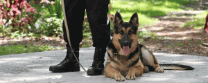 NASDU GP Level 2 Dog Handler course