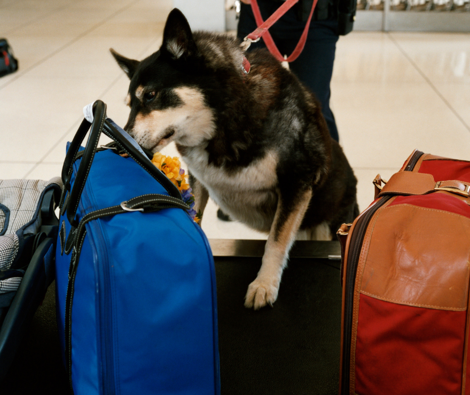 explosive detection by security dog