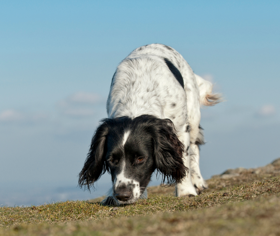drug detection by secxurity dog